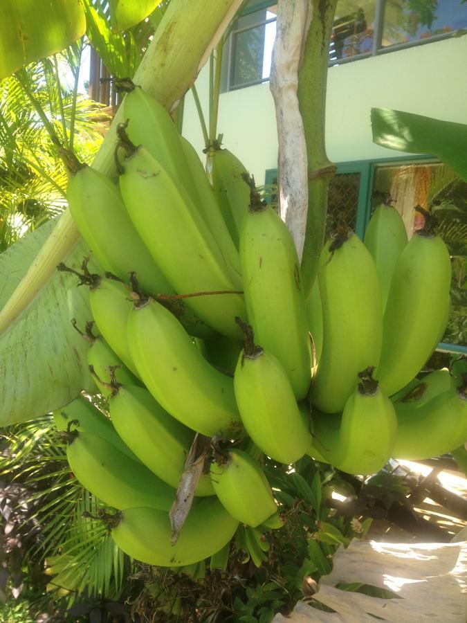 Aroa Kainga Bungalows And Apartment Rarotonga Exterior photo