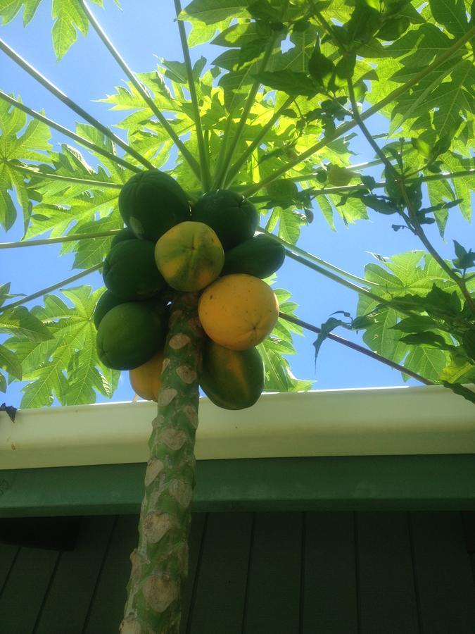 Aroa Kainga Bungalows And Apartment Rarotonga Exterior photo